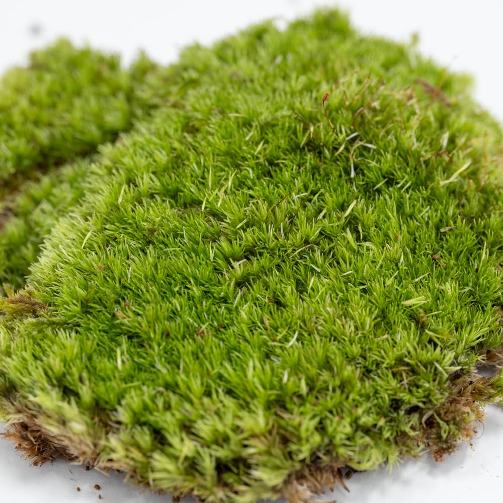 Amazon｜ホソバオキナゴケ｜テラリウム用苔パック｜観葉植物